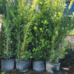 Gorgeous Podocarpus Plants For Inmediate Privacy!!! Excellent !!! 6 Feet Tall 