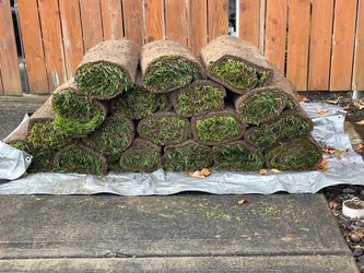 Fescue sod