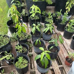 Plants.  $10 Each.  Mango.  Lemon.  Avocado 