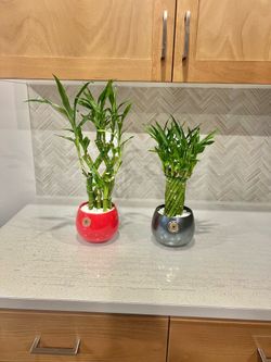 Lucky bamboo plants