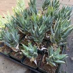 Very Rare Aloe pillansii — Small Collector Size, Hard to Find