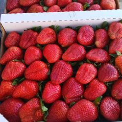 Oy Traigo Sus Ricas Fresas La Estan Piscando Orita $35 Caja Completa 