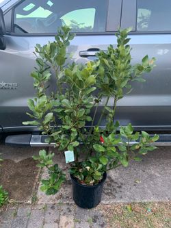 Crestwood Bay laurel (Laurus nobilis) shrub