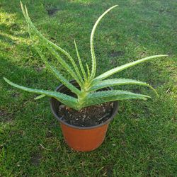 Organic Aloe Vera Plant