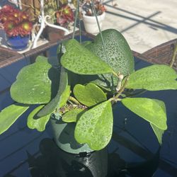 Hoya Kerrii Plants