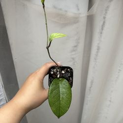 Hoya Fungii - 4” Pot