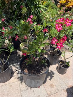 Rose of the dessert