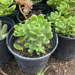 Sedum Alice Evans Succulent