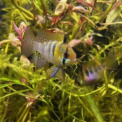 Aquarium Decor