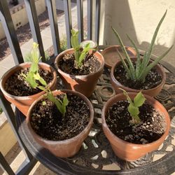 Zygocactus In 6” Terra Cotta Pots