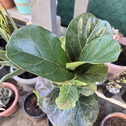 Fiddle Leaf Plant