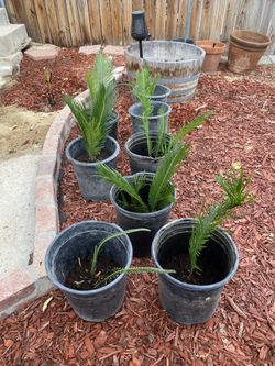 Sago Palm Trees 