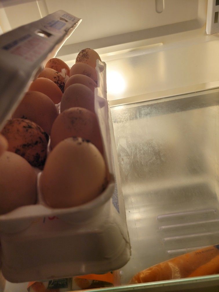 Free Range Eggs