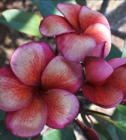 GRAFTED ( J.L. ALLISON ) ROOTED CUTTING PLUMERIA PLANT - 19" - 1 TIP