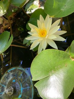 Yellow water lily