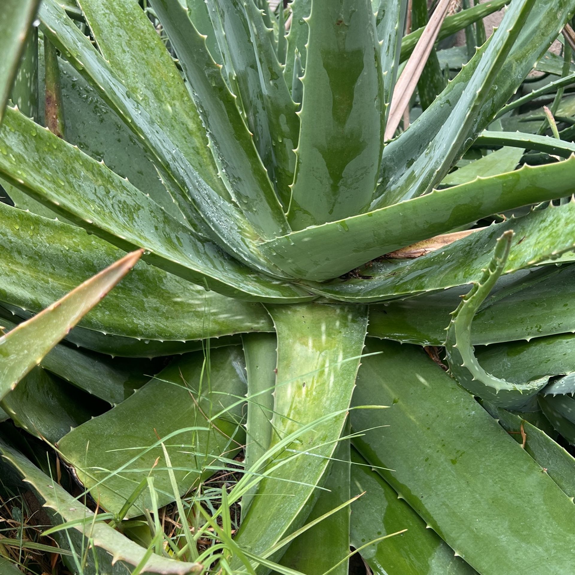 Fresh Cut Aloe / Plant 25