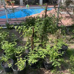 Jasmine tree