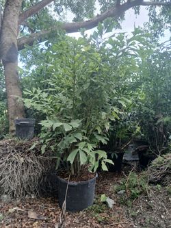 Fishtail Palm Trees 25gl $120🌴
