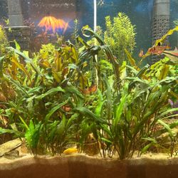 Live Aquarium Plants