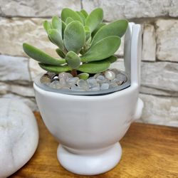 Succulent In Cute Ceramic Pot 3"H.
