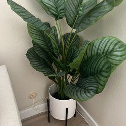 Plant With Stand  Price Is Firm! 