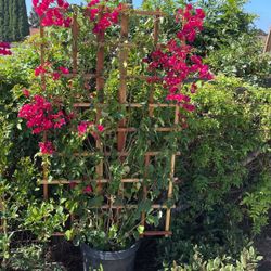 Trellis 