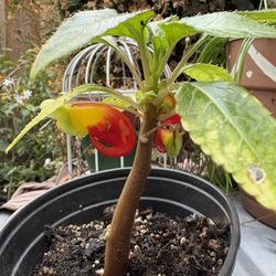 Edible Parrot Flower Plant 