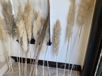 Dried pampas flowers