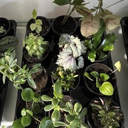 Houseplants For Sale $5 Each 