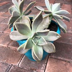 Succulent In Pot