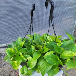 Pothos Plant( Golden, Cebu And Neon Pothos) 6" Pot $10 Each
