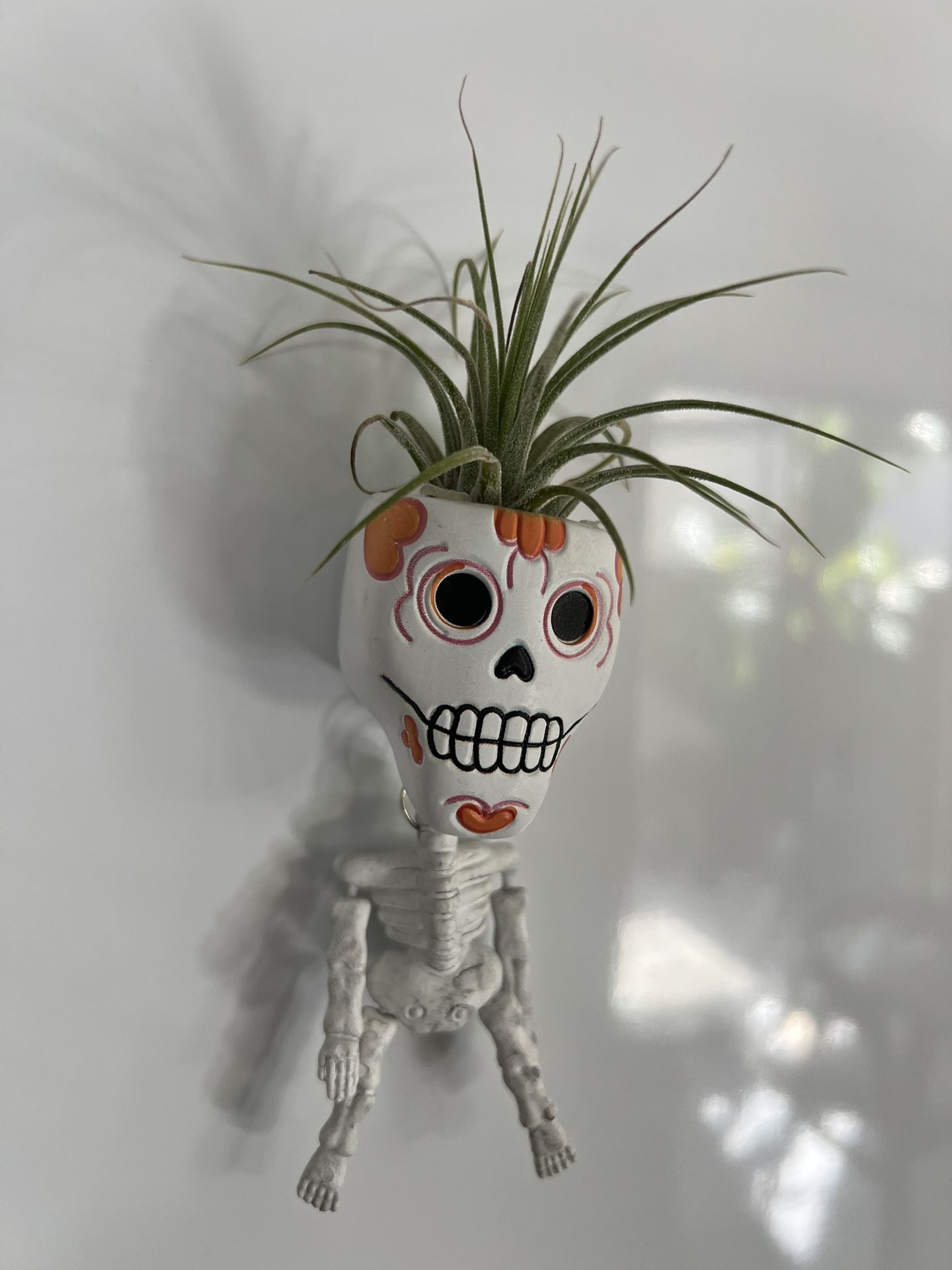 Tillandsia In Fridge Magnet Holder