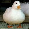 Ducky