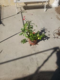 plant