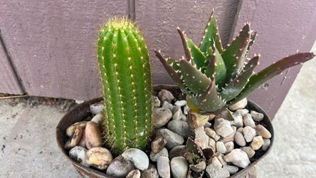 Cactus and Aloe Succulent Arrangement
