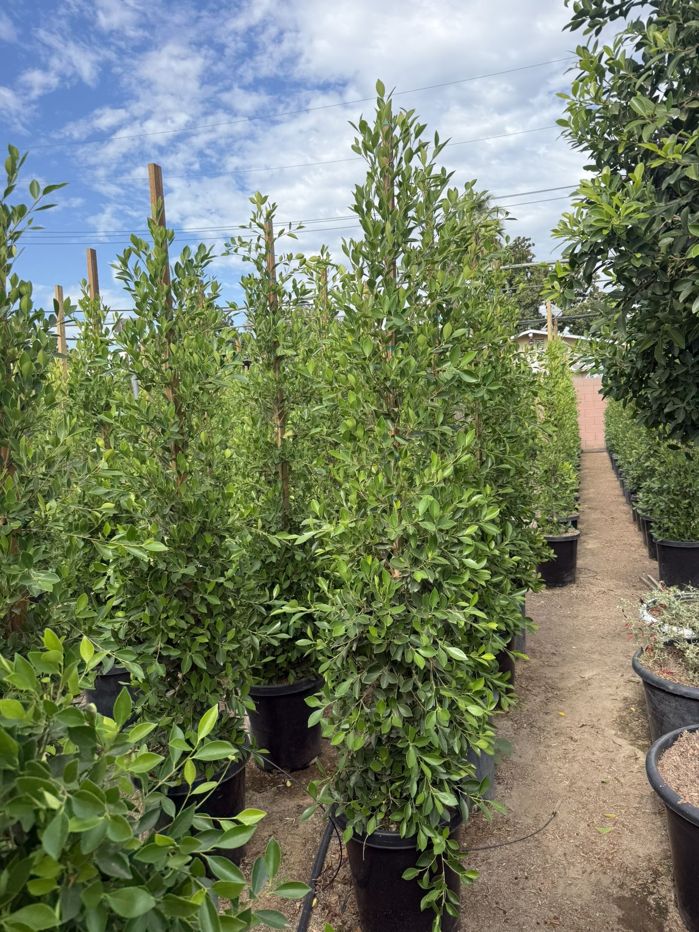 Ficus Nitida Indian Laurel Privacy Hedge 