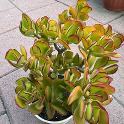 Homegrown Large Organic Green Succulents In White Ceramic Pot