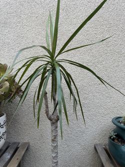 Dracaena Marginata Plant