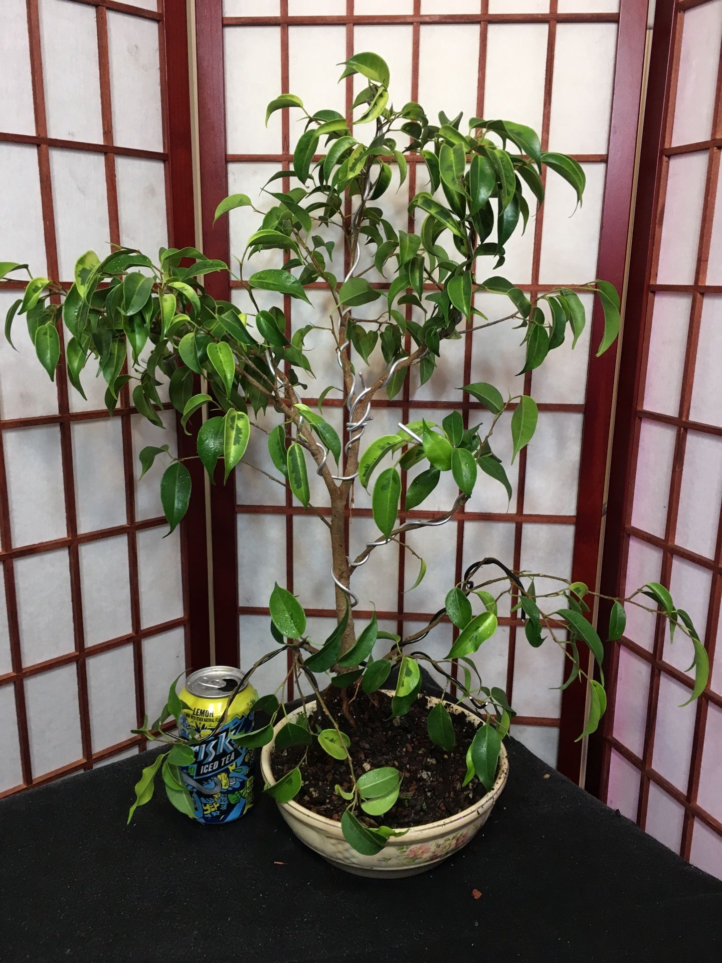 Pre-Bonsai: Ficus Benjamina