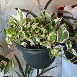 Pathos Plant