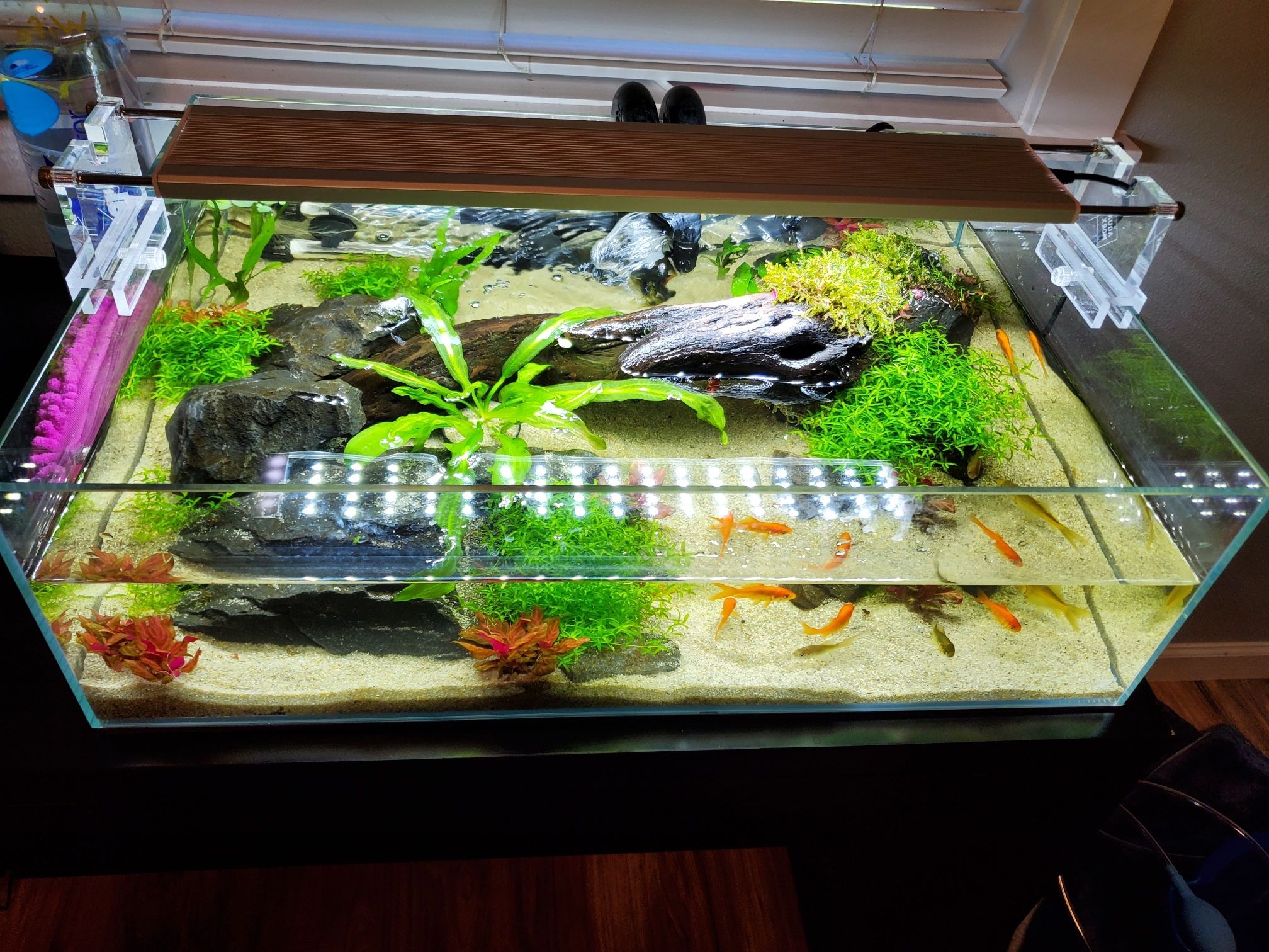 11.5 Gallon Shallow Aqua scape With Light