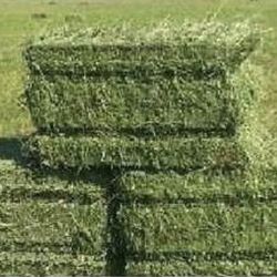 Hay / Alfalfa