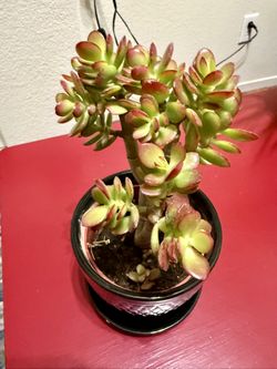 🌿—a symbol of prosperity♥️LUCKY Jade BONSAI GUD LUCK Plant👉PLS READ DESCRIPTION♥️WELL ESTABLISHED Tree