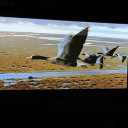 LG 48" C1 OLED TV – Perfect Condition – No Burn-In (Verified)