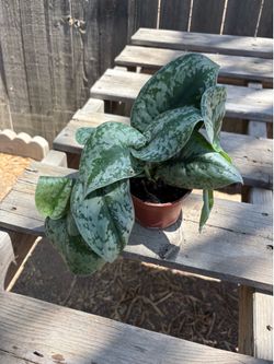 Satin Pothos