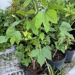 Chaya Spinach Plant