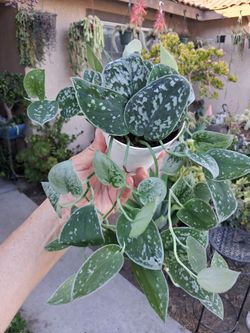 Scindapsus Pictus Argyraeus Plant $18