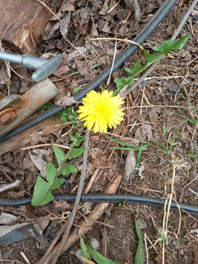 Mckesson absorbent underwear S/M