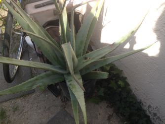 Large aloe Vera in container