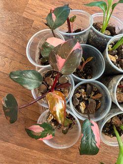 Pink princess philodendron and bird of paradise plant starters